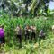 Dukung Ketahanan Pangan, Polri Hadir dalam Panen Raya Jagung NTB