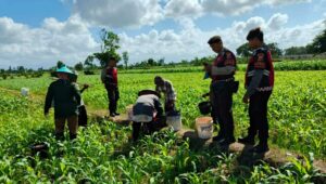 Polres Lombok Barat Turun ke Sawah, Pastikan Produktivitas Jagung di Gerung Terjaga