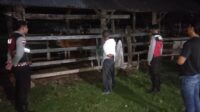 WhatsApp Image 2025-11-06 at 02.55.31 Apresiasi Warga Mengalir, Polisi Hadir di Tengah Sunyi Dini Hari Amankan Hewan Ternak