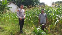 Bhabinkamtibmas Turun ke Desa, Warga Siap Tanam Jagung