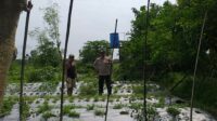 Sambang Warga, Bhabinkamtibmas Gaungkan Ketahanan Pangan Desa