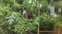 Bhabinkamtibmas Gerung Dukung Ketahanan Pangan Lewat Pekarangan Warga