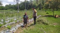 Dukung Ketahanan Pangan, Polri Aktif di Desa Batu Putih