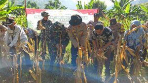 Panen Raya Jagung Serentak di Batulayar, Langkah Nyata Wujudkan Swasembada Pangan 2025 (5)