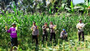 Dukung Ketahanan Pangan, Polri Hadir dalam Panen Raya Jagung NTB