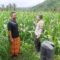 Polri Hadir di Ladang Jagung Sekotong, Dorong Stabilitas Pangan