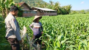 Polri dan Petani Bersinergi Wujudkan Ketahanan Pangan di Lembar, Lombok Barat