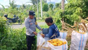 Polsek Gerung Aktif Dukung Rantai Pasok Pertanian