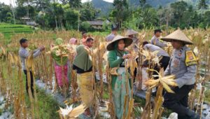 Panen Raya Jagung di Lombok Barat: Sinergi Petani dan Polri