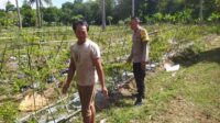 Bhabinkamtibmas Batu Putih Dukung Petani Cabai di Sekotong