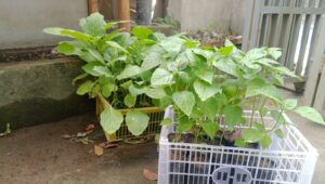 Bhabinkamtibmas Terong Tawah Dorong Ketahanan Pangan Lewat Pemanfaatan Pekarangan