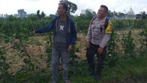 Ketahanan Pangan Dimulai dari Desa, Inisiatif Bhabinkamtibmas di Dusun Beremi Kuripan