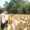 Panen Jagung Sukses di Gerung Selatan, Polri Hadir Jaga Kondusivitas