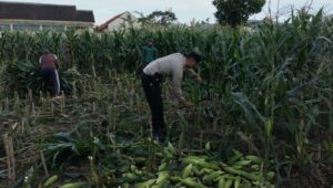 Peran Aktif Bhabinkamtibmas Labuapi Dukung Ketahanan Pangan Lokal