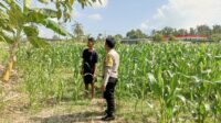 Polisi Desa Cendi Manik Dorong Ketahanan Pangan Lewat Pendampingan Petani Sekotong