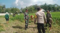 Sinergi TNI-Polri Dukung Ketahanan Pangan di Desa Taman Ayu, Gerung