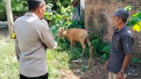 Sinergi Polri dan Warga Lembar Selatan Wujudkan Kemandirian Pangan Keluarga