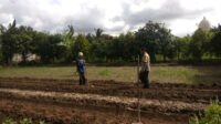 Bhabinkamtibmas Kediri Dorong Ketahanan Pangan di Plowok Selatan