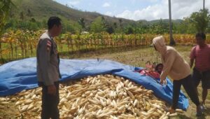 Bhabinkamtibmas Sekotong Dukung Petani Jagung di Desa Batu Putih