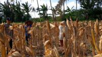 Bhabinkamtibmas Tempos Dampingi Panen Jagung, Wujud Nyata Dukung Ketahanan Pangan