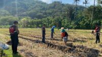 Polres Lombok Barat Dampingi Petani Jagung Desa Kebon Ayu untuk Ketahanan Pangan