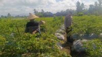 Polri Dampingi Petani Panen Cabai di Kuripan Utara, Dukung Ketahanan Pangan Lokal