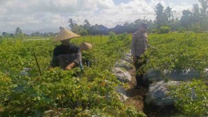 Polri Dampingi Petani Panen Cabai di Kuripan Utara, Dukung Ketahanan Pangan Lokal