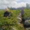 Polri Dampingi Petani Panen Cabai di Kuripan Utara, Dukung Ketahanan Pangan Lokal