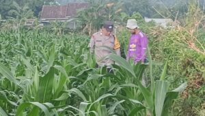 Polsek Lembar Dorong Ketahanan Pangan Lewat Pendampingan Petani Desa Babussalam