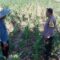 Sinergi Polri dan Petani, Optimalisasi Lahan Kosong di Dusun Jogot untuk Ketahanan Pangan