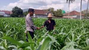 Sinergi Polri dan Petani, Panen Jagung di Sekotong Berjalan Aman
