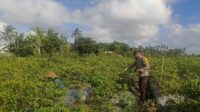 Sinergi Polri dan Warga Dusun Pelulan Wujudkan Ketahanan Pangan Keluarga