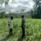 Polri di Tengah Petani Jagung: DDS Bangun Ketahanan Pangan Sekotong