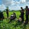 Polres Lombok Barat Turun ke Sawah, Pastikan Produktivitas Jagung di Gerung Terjaga