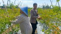 Dari Pekarangan Jadi Pangan: Inisiatif Bhabinkamtibmas Perampuan di Karang Bayan