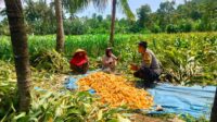 Sinergi Polri dan Petani Eyat Mayang untuk Perkuat Ketahanan Pangan Nasional