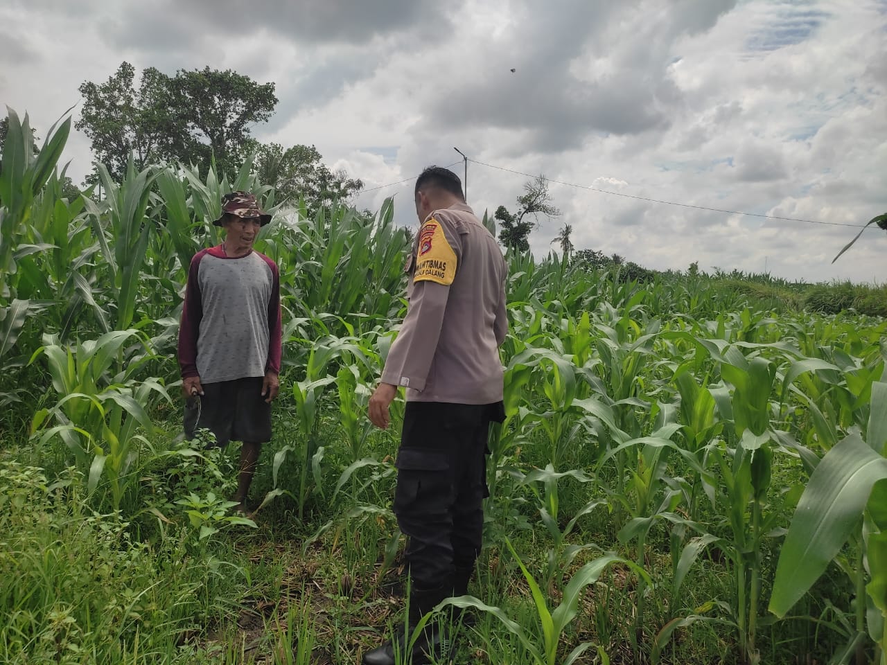 Polri Aktif Kawal Pertanian Jagung di Desa Kuranji Dalang, Labuapi Lombok Barat