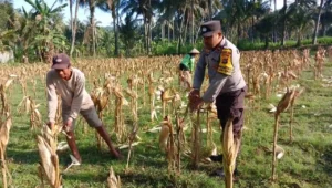 Sinergi Polri dan Petani di Gerung Dorong Stabilitas Harga Jagung