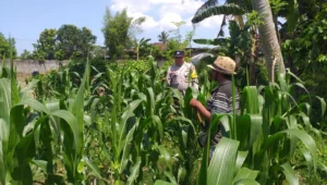 Polsek Kuripan Turun ke Sawah, Dukung Petani Tingkatkan Produksi Jagung