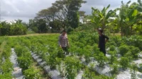 Dorong Kemandirian Pangan Keluarga, Bhabinkamtibmas Dampingi Warga Olah Lahan