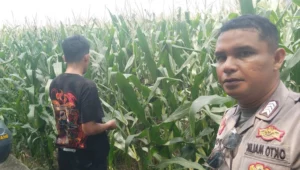 Bhabinkamtibmas Turun ke Sawah, Petani Lombok Barat Kian Semangat