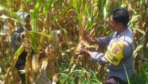Jaga Stabilitas Pangan, Polri Edukasi Pemanfaatan Lahan