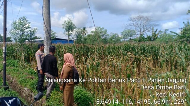 Bhabinkamtibmas Kediri Lobar dan PPL Tinjau Panen Jagung, Jaga Kestabilan Pangan Desa