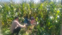 Jagung Lelede Panen Raya, Polri Pastikan Proses Aman dan Harga Stabil
