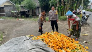 Polsek Labuapi Bantu Petani Amankan Harga Panen Jagung ke Bulog