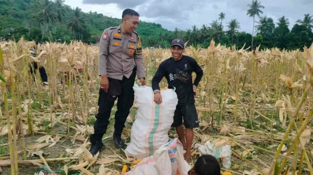 Demi Stok Pangan Nasional, Polsek Lembar Ajak Petani Salurkan Jagung Varietas NK ke Bulog